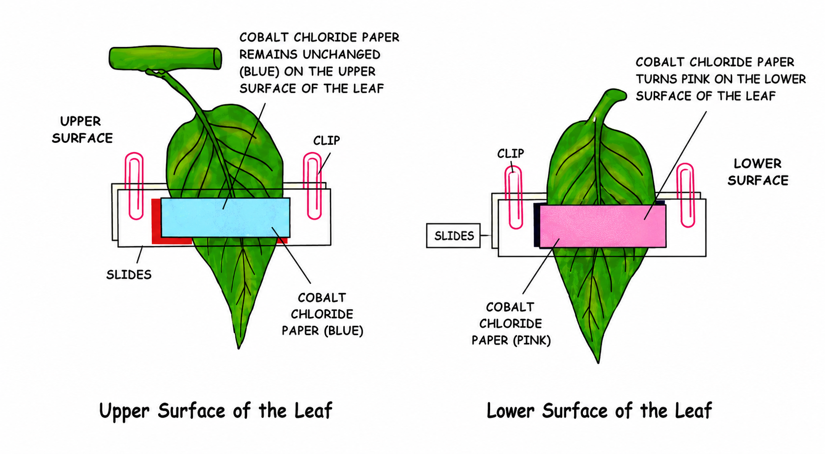Fig. 5.8: Experiment to show unequal transpiration from the two surfaces of a dorsiventral leaf